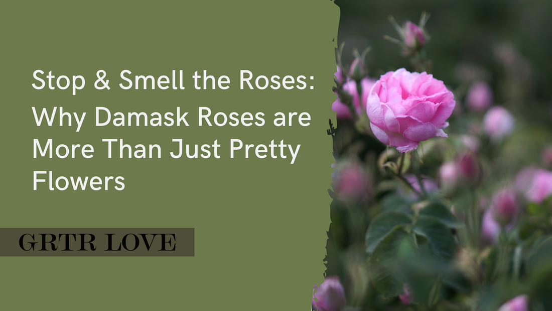 Stop & Smell the Roses – Why Damask Roses are More Than Just Pretty Flowers